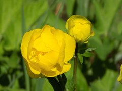 Trollius europaeus