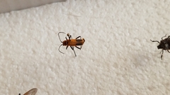 Chauliognathus pensylvanicus