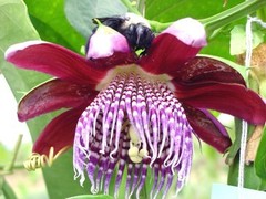Passiflora alata