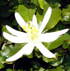Passiflora setacea