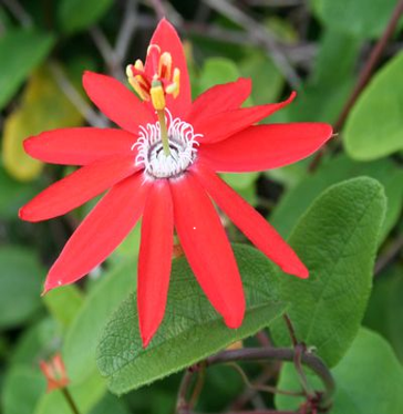 Passiflora luetzelburgii