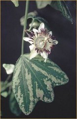 Passiflora porophylla