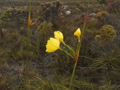 Bobartia longicyma magna