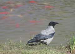 Corvus cornix