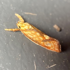 Crepidosceles chryserythra