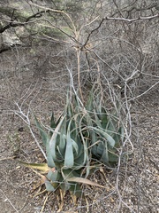 Aloe globuligemma