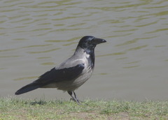 Corvus cornix