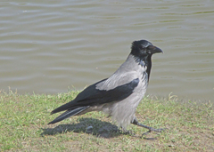 Corvus cornix