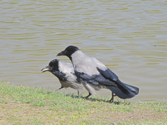 Corvus cornix