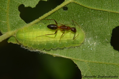Mahathala ameria