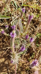 Pogostemon deccanensis