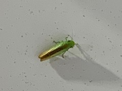 Neocoelidia tuberculata