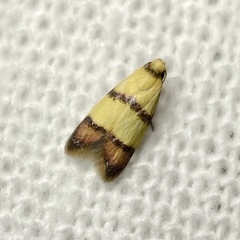 Heteroteucha distephana