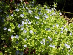 Veronica filiformis