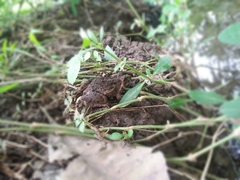 Fejervarya limnocharis