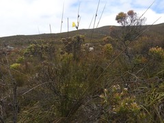 Bobartia longicyma magna