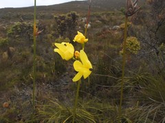 Bobartia longicyma magna