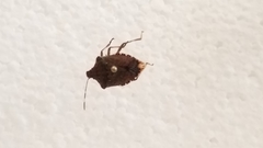 Halyomorpha halys