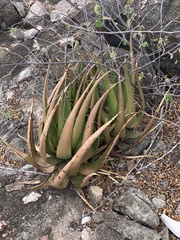 Aloe lutescens