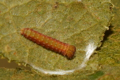 Coladenia indrani