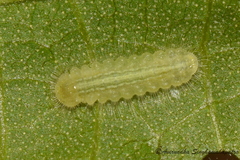 Mahathala ameria