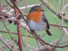 Erithacus rubecula