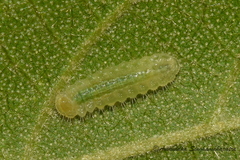 Mahathala ameria