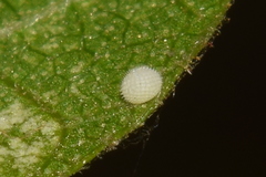 Mahathala ameria