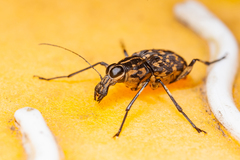 Litocerus