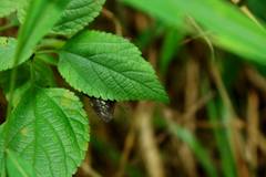 Gerosis phisara