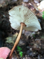 Collybiopsis dichroa