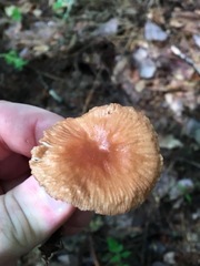 Collybiopsis dichroa