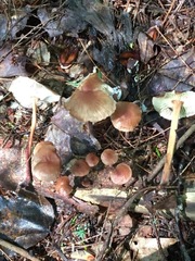 Collybiopsis dichroa