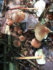 Collybiopsis dichroa