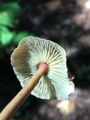 Collybiopsis dichroa