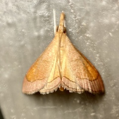 Hydrorybina polusalis