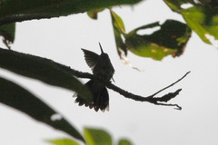 Campylopterus largipennis