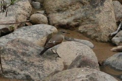 Syrtidicola fluviatilis