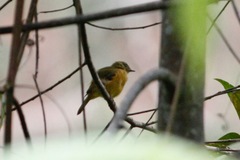 Mionectes macconnelli