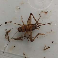 Gryllomorpha longicauda