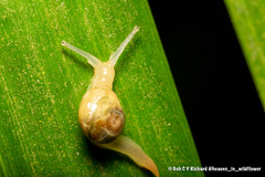 Helicarion perfragilis