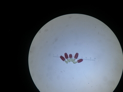 Pelargonium columbinum