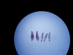 Pelargonium columbinum