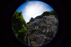 Solidago minutissima