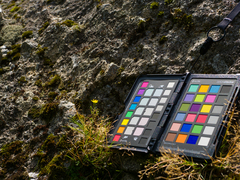 Solidago minutissima