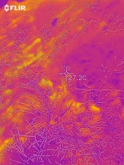 Solidago minutissima