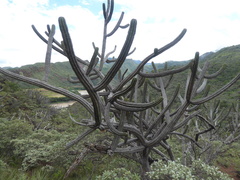 Browningia altissima