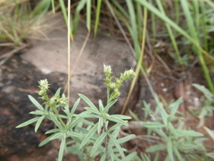 Euploca polyanthella