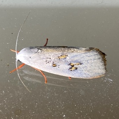 Brachybelistis neomorpha