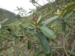 Colicodendron scabridum